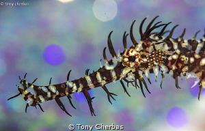 Ghost Pipefish up close by Tony Cherbas 